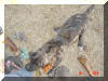 Great Dane Puppies , Great Danes for Sale , Great Dane Breeders